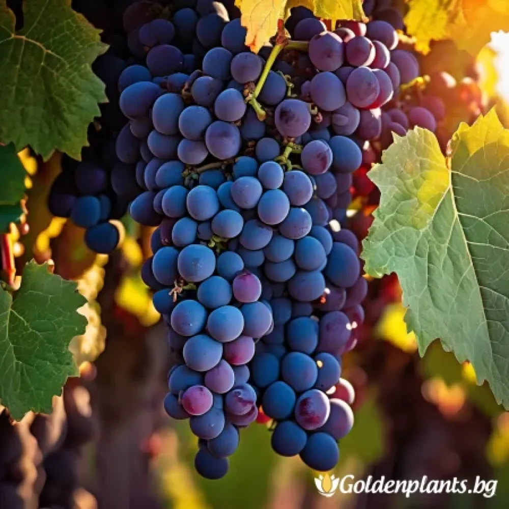Лоза сорт Каберне Фран /cabernet franc/- Средно късно зреещ – за собствено грозде