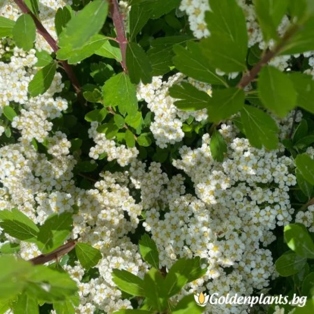Спирея – Японика Юнска булка