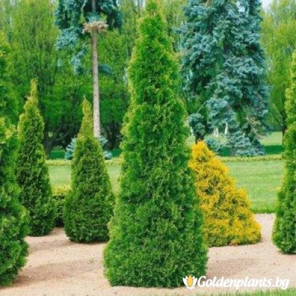 Западна туя malonyana 30-40см – декоративно растение
