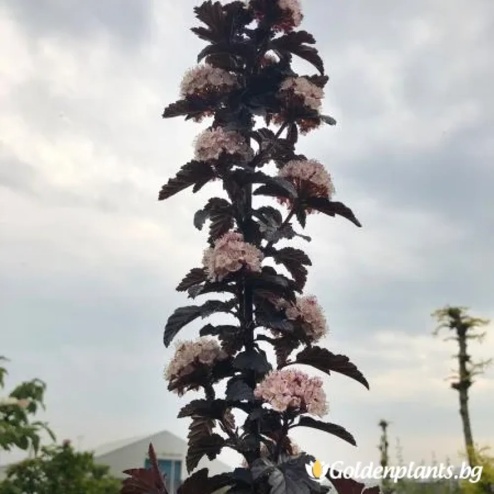 Физокарпус, сорт Пантера