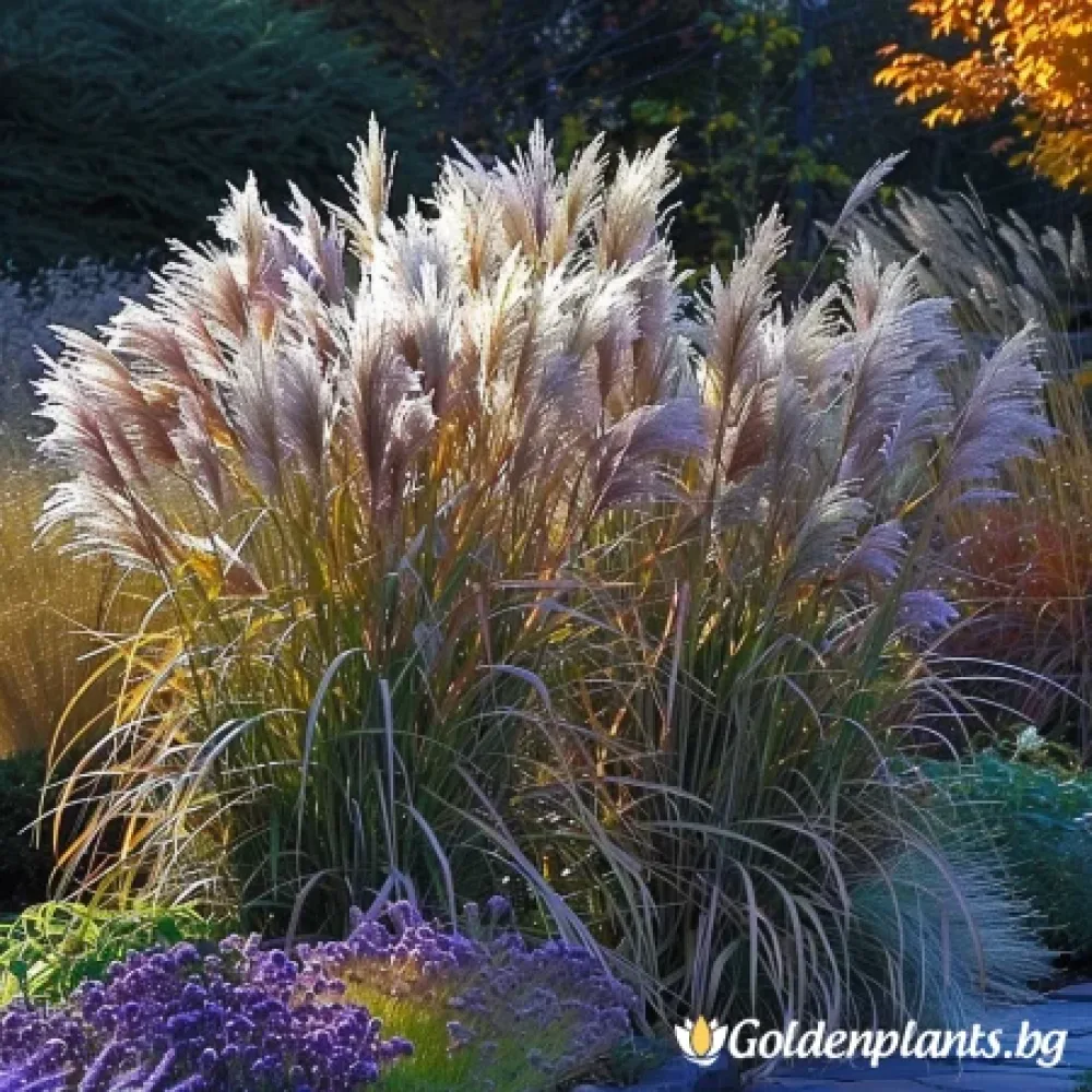 Фламинго (мискатус)