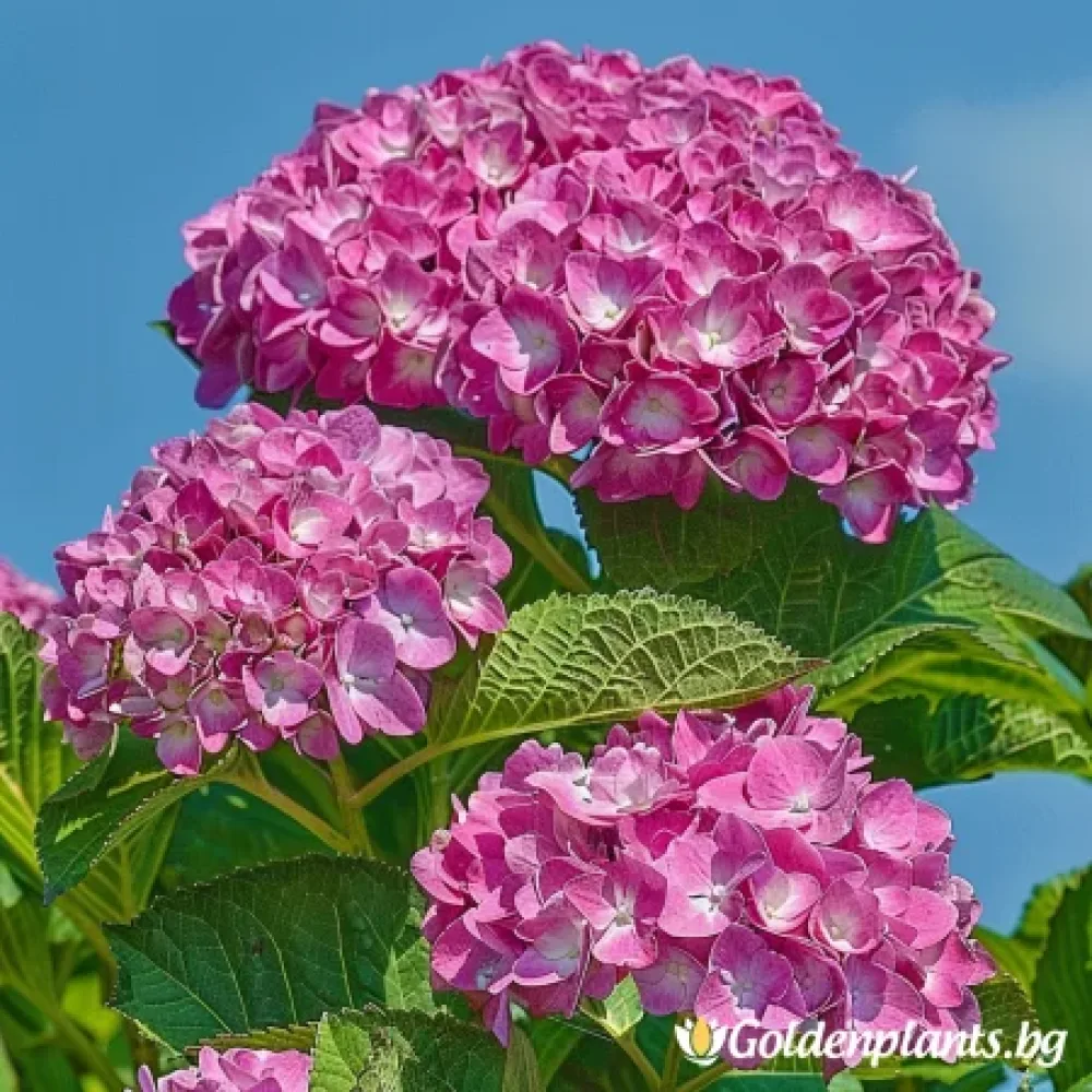 Фройденщайн (хортензия)