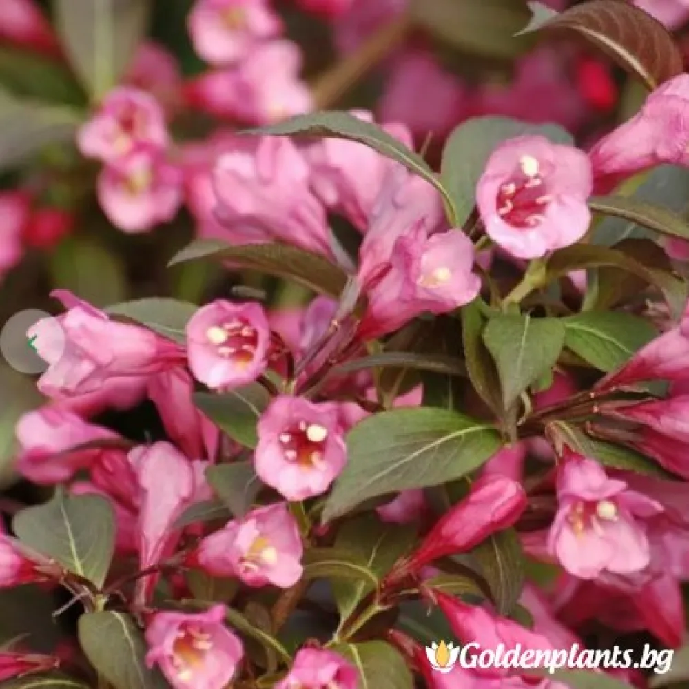 Вайгела florida Purpurea – декоративно растение
