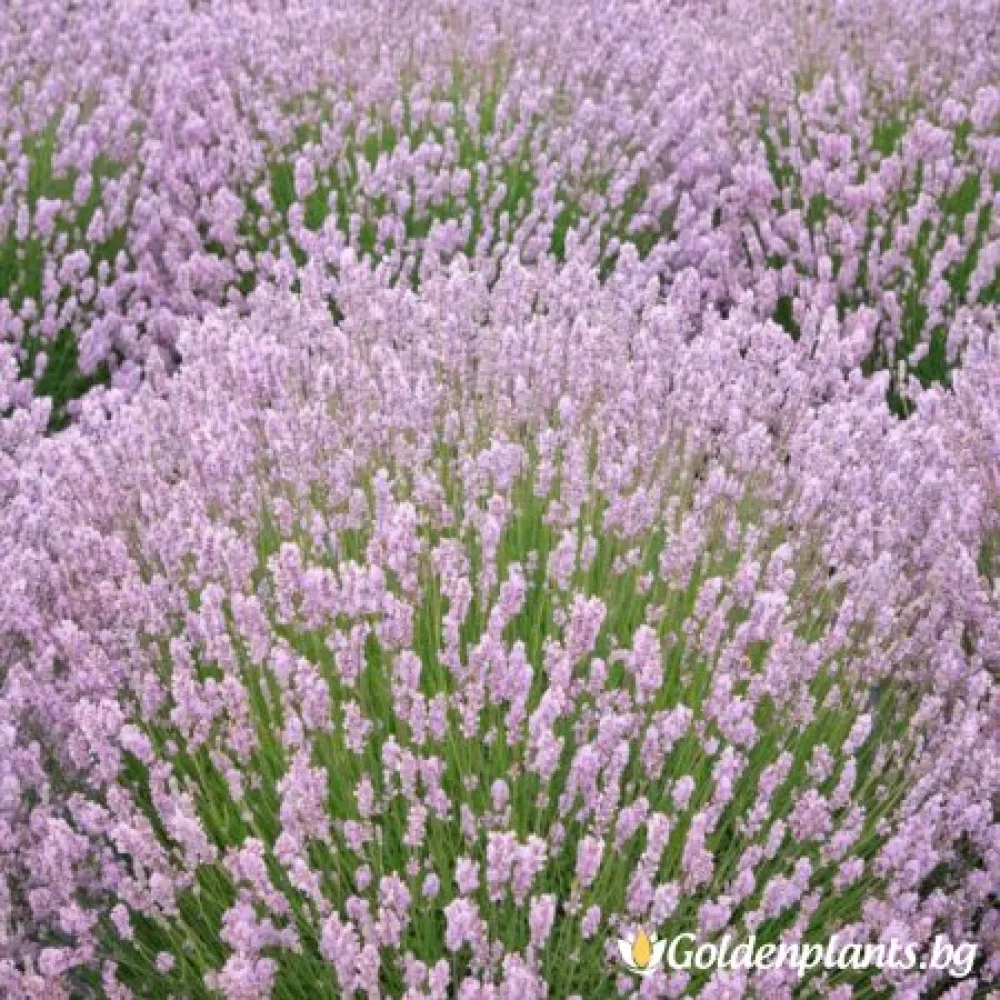 Роза (лавандула)