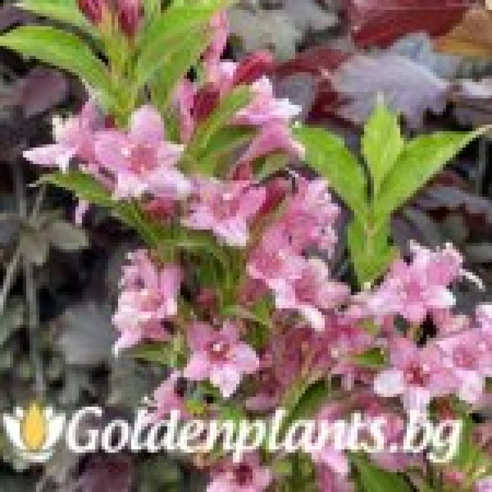 Вайгела, сорт Букет Рози