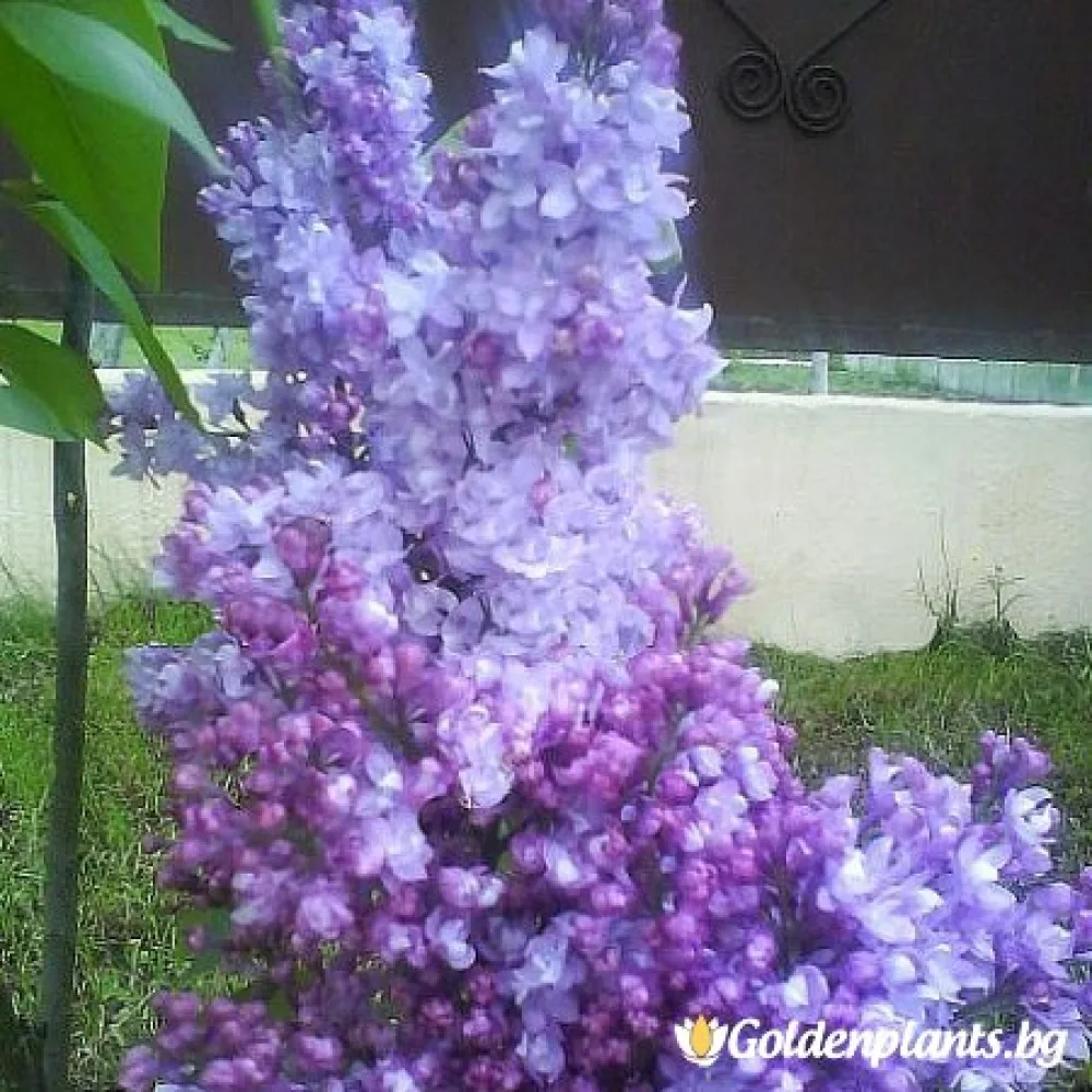 Колхозница (люляк)