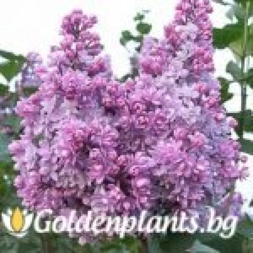 Колхозница (люляк)