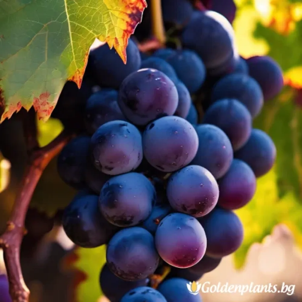 Лоза сорт Каберне Совиньон /Cabernet sauvignon/- ранно зреещ – за собствено грозде