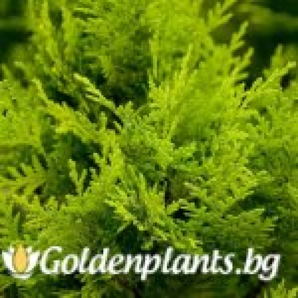 Лъжекипарис Ellwood and ’s Gold – декоративно растение