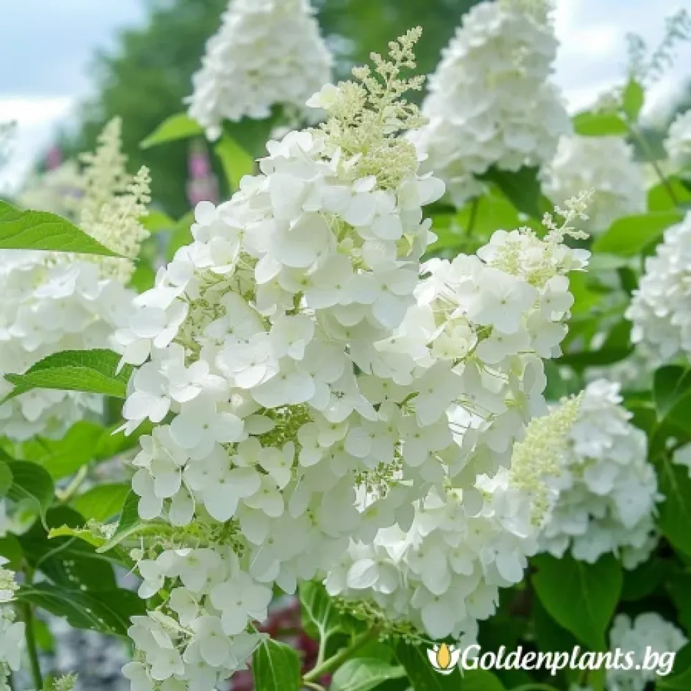 Сребърен долар (хортензия)