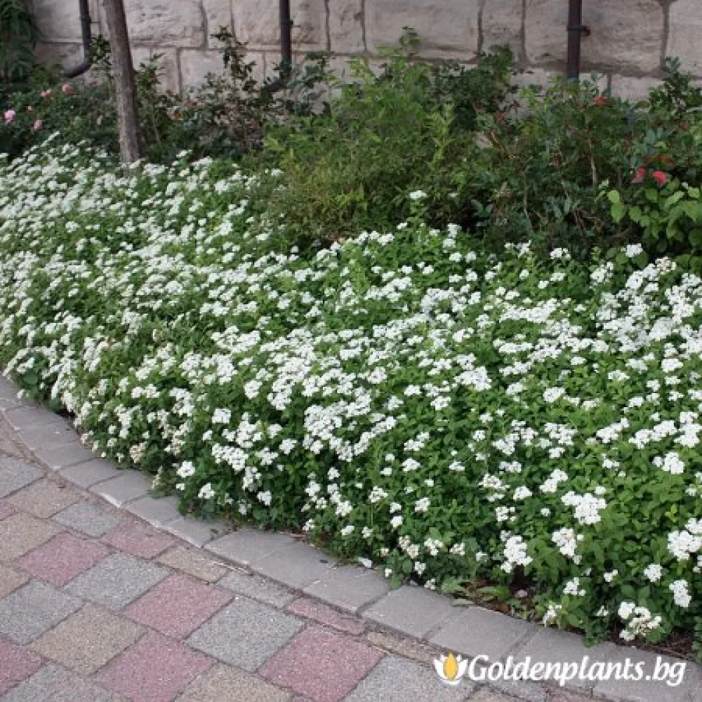 Спирея, сорт Японика Албифлора