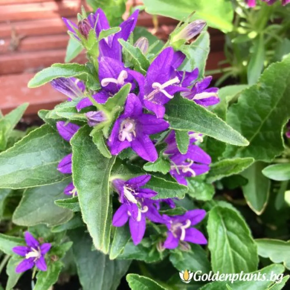 Акаулис (кичуреста камбанка)