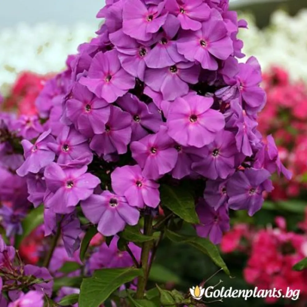 Флокс, сорт Аметист