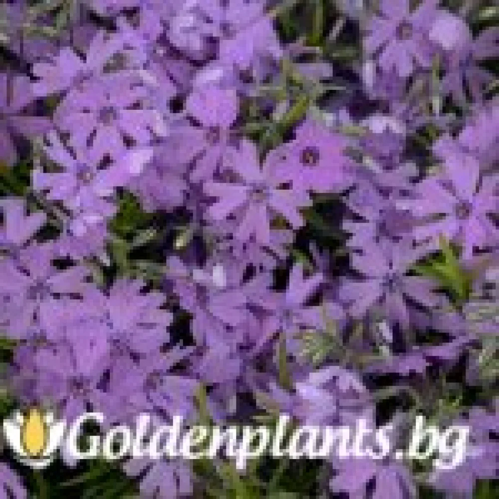 Алпийски Флокс Purple Beauty – за градината