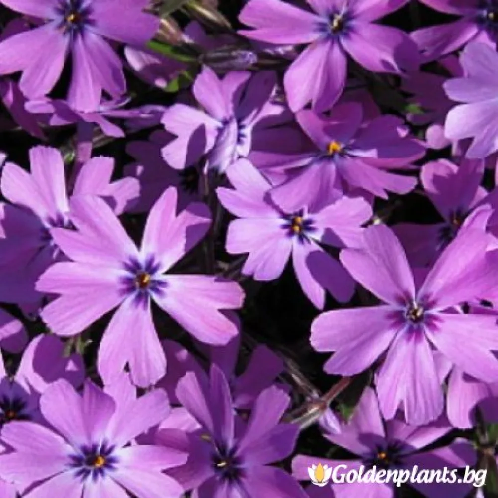 Алпийски Флокс Purple Beauty – за градината