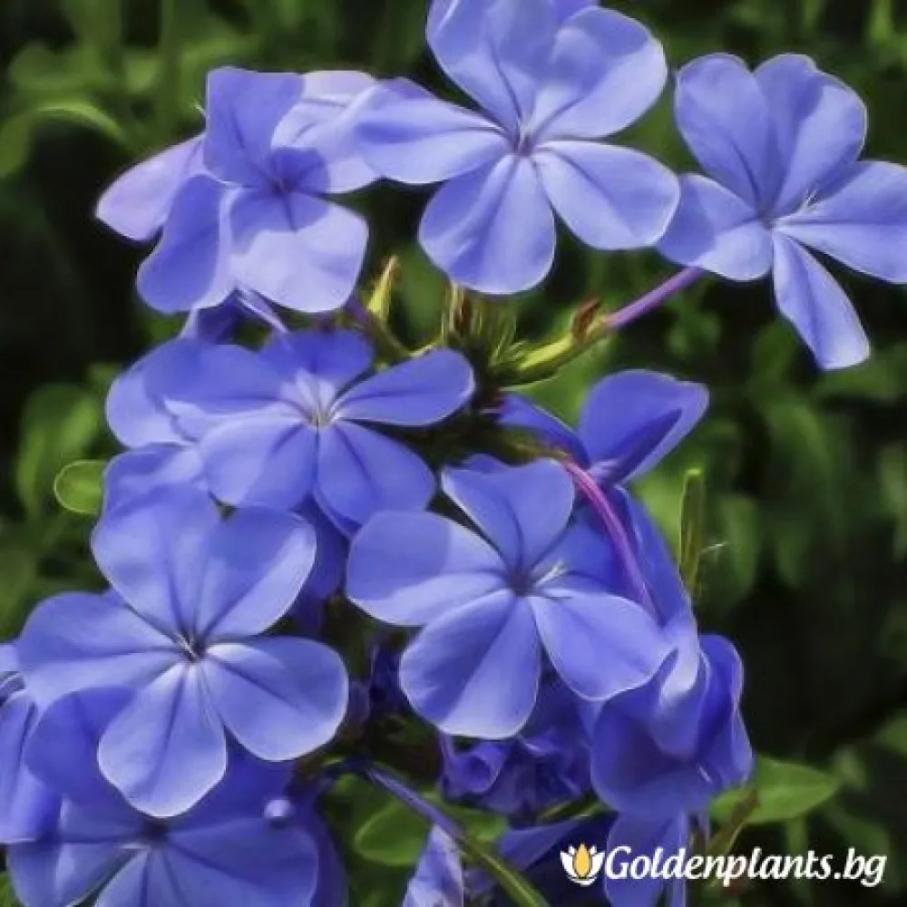 Флокс – Синьо Момче
