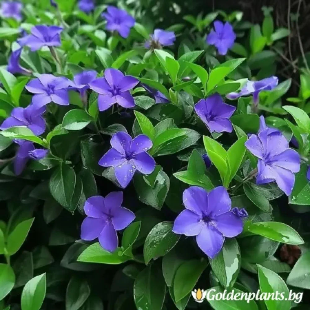 Мария (винка малка)
