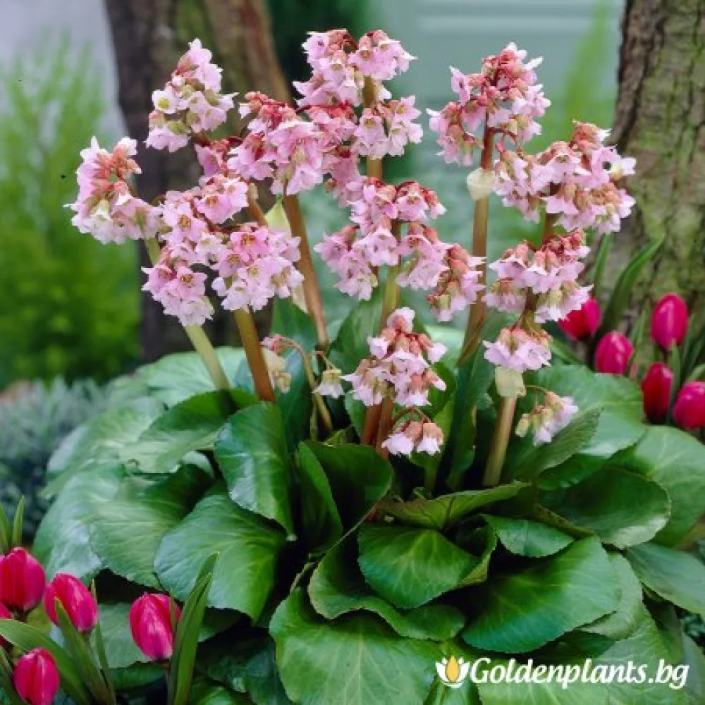 Бебешка кукла (бергения)