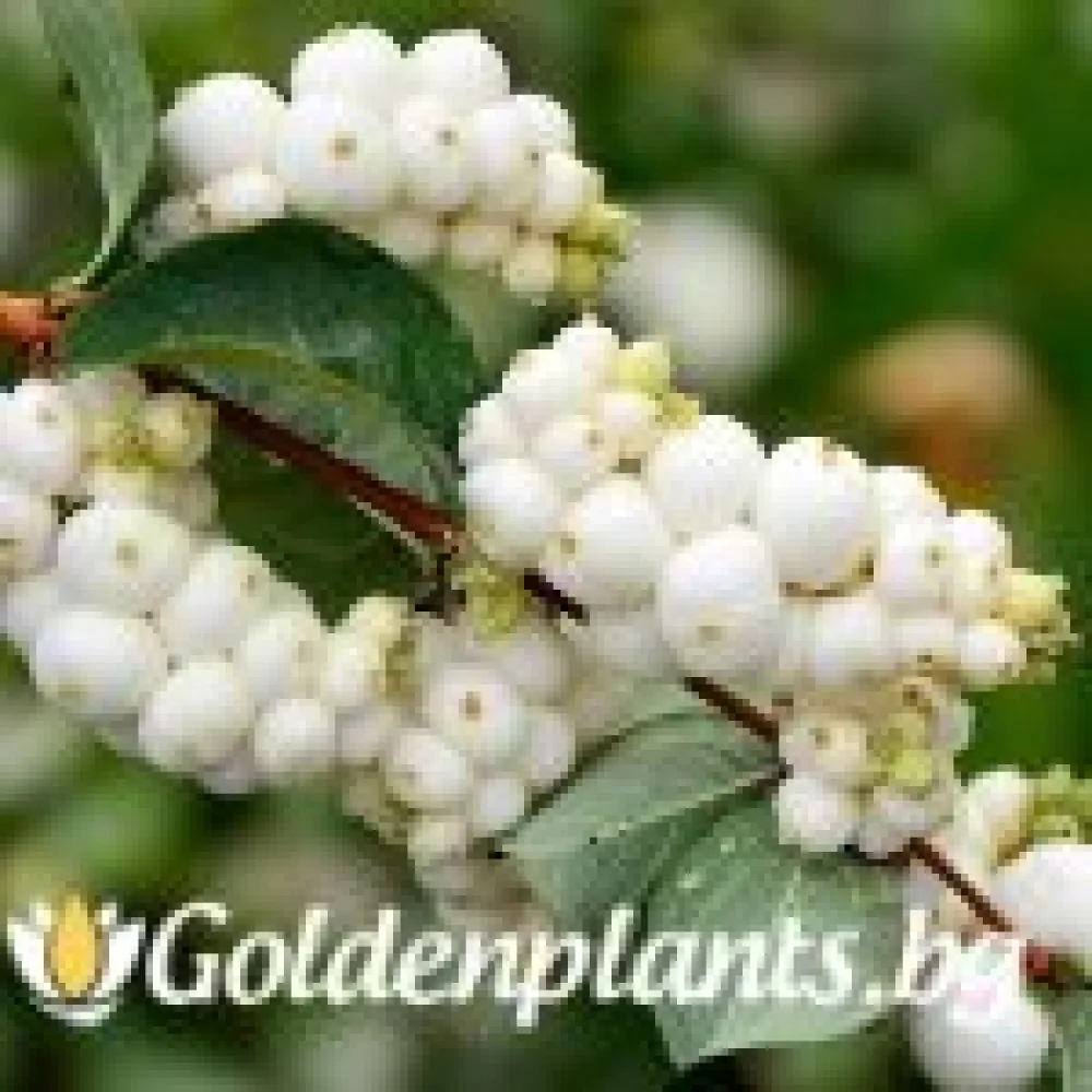 Снежноплодник 30-40 см – декоративно растение