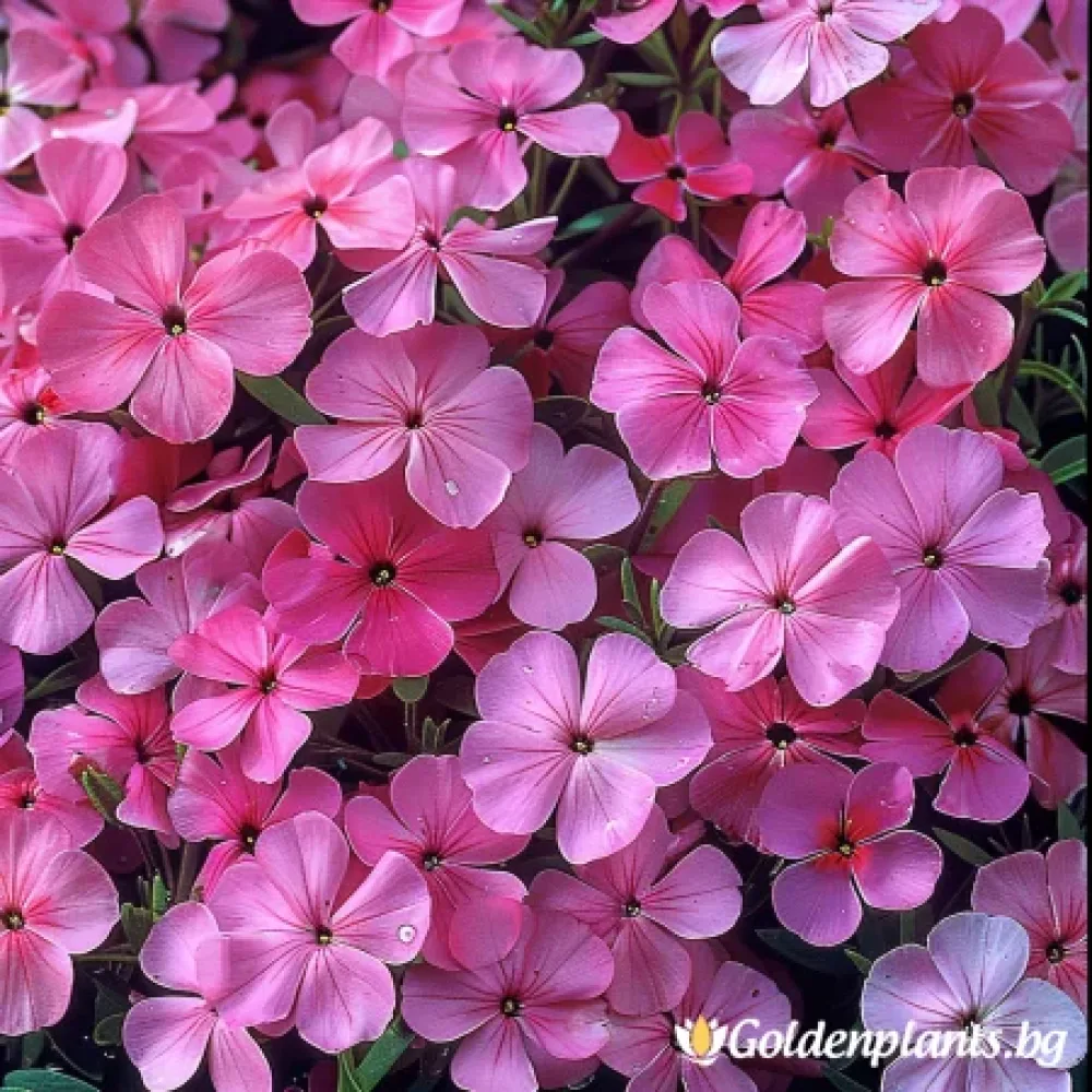Флокс, сорт Самсон