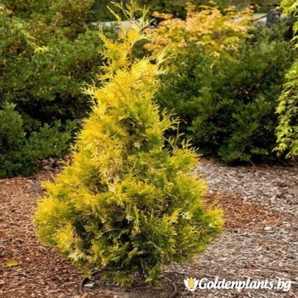Западна туя Malonyana Aurea – декоративно растение