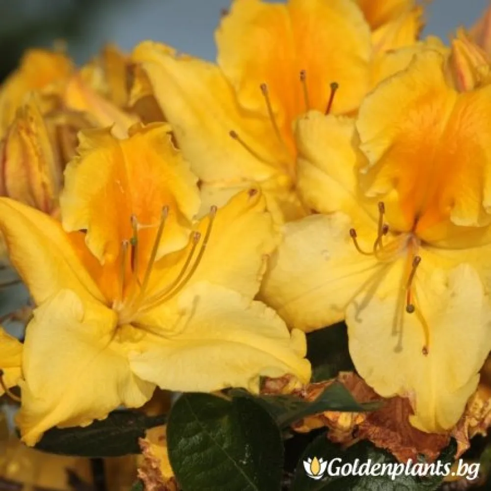 Марабела (азалия)