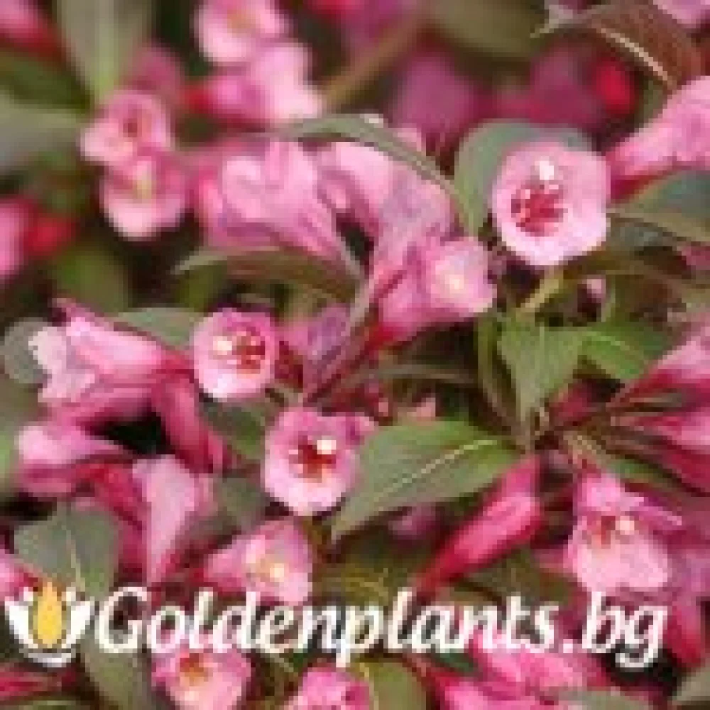 Вайгела florida Purpurea – декоративно растение