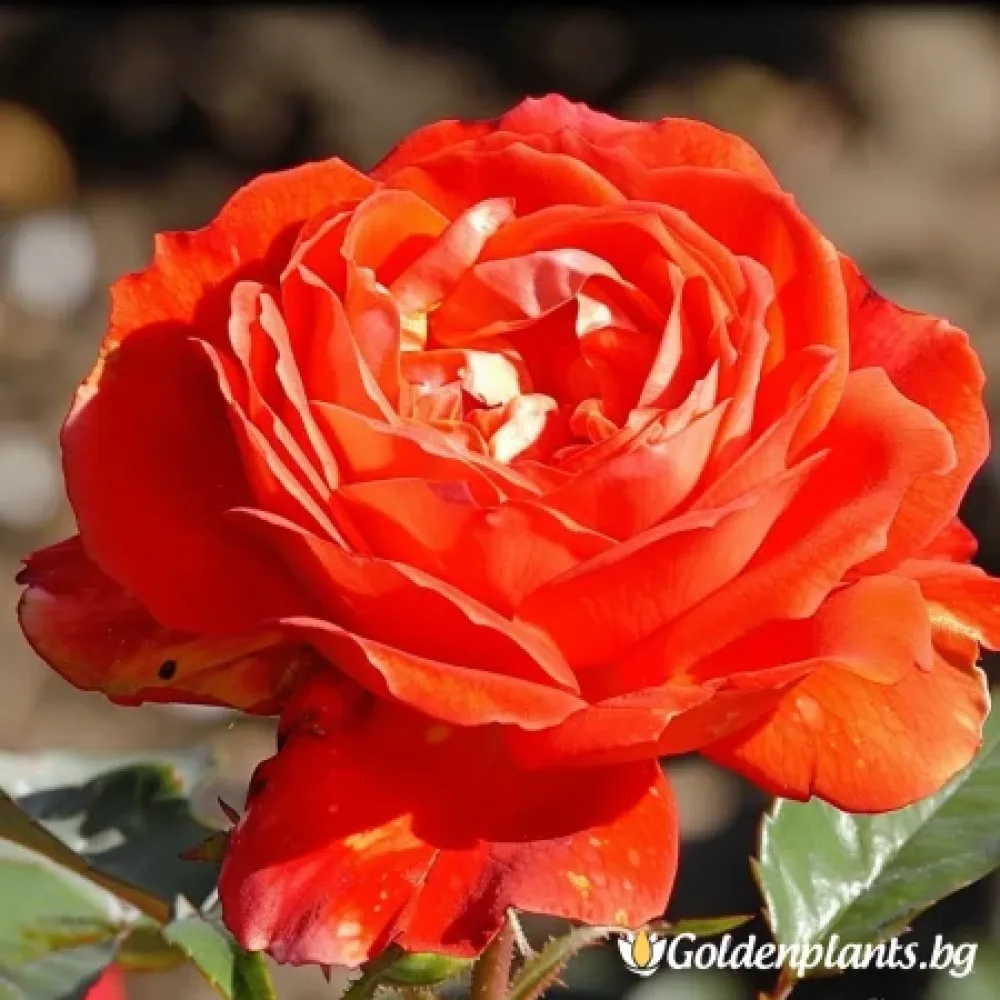 Мини роза, сорт Пирелора, с гол корен