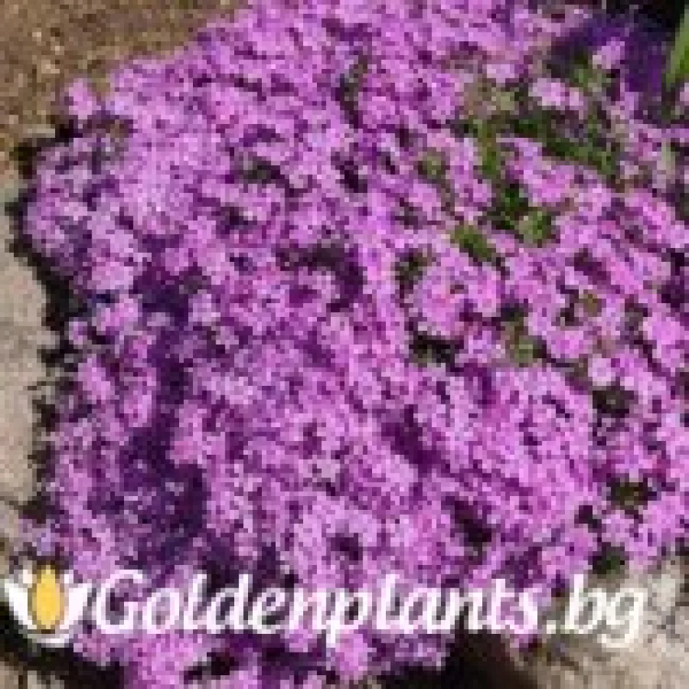 Алпийски Флокс Purple Beauty – за градината