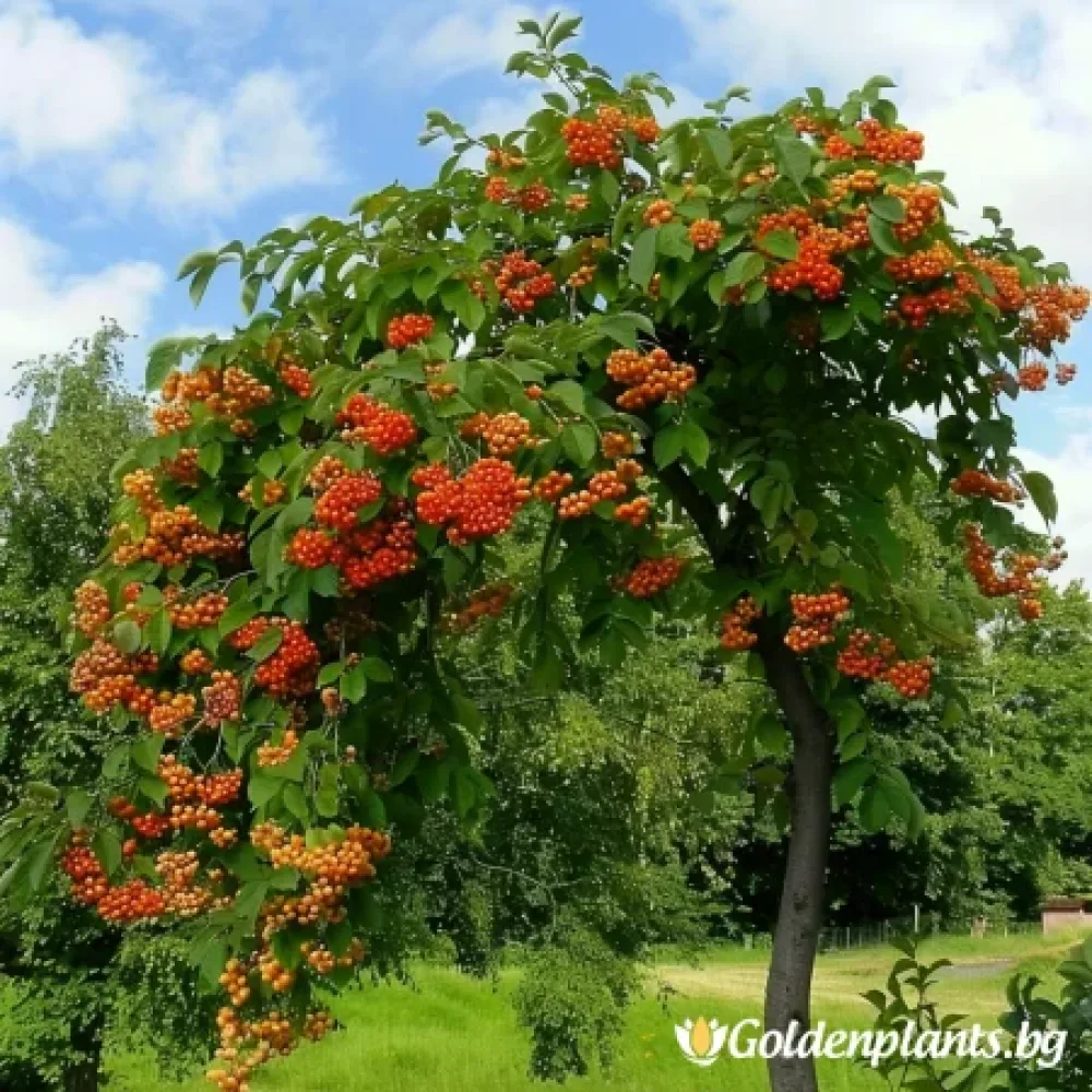 Плачеща Офика 140см – декоративно растение