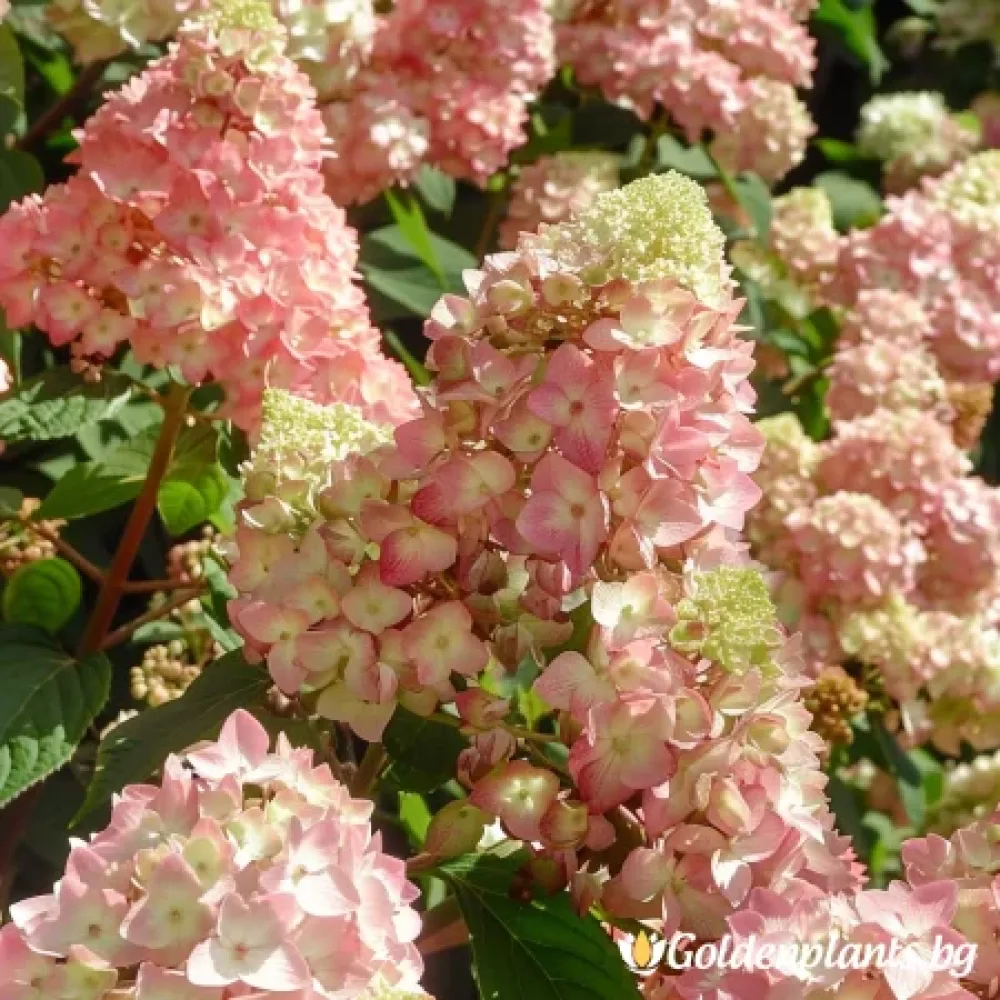 Хортензия – Розова Дама