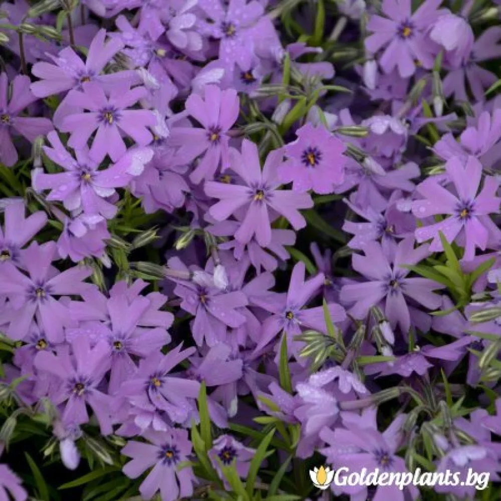 Алпийски Флокс Purple Beauty – за градината