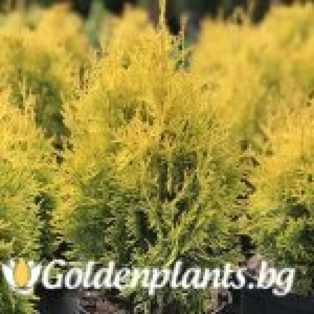 Западна туя Malonyana Aurea – декоративно растение