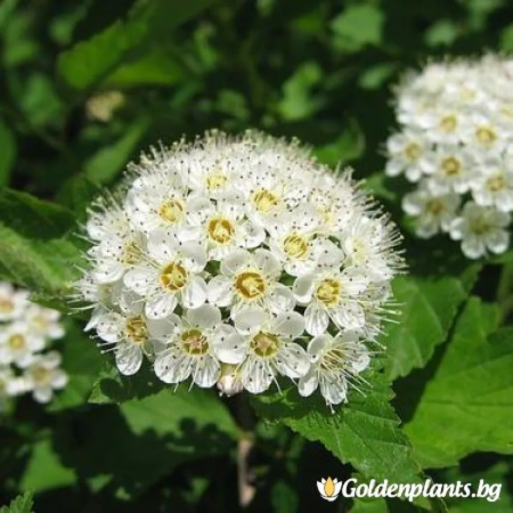 Майски сняг (спирея)