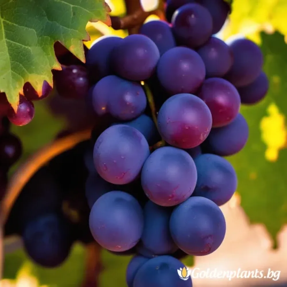 Лоза сорт Каберне Совиньон /Cabernet sauvignon/- ранно зреещ – за собствено грозде