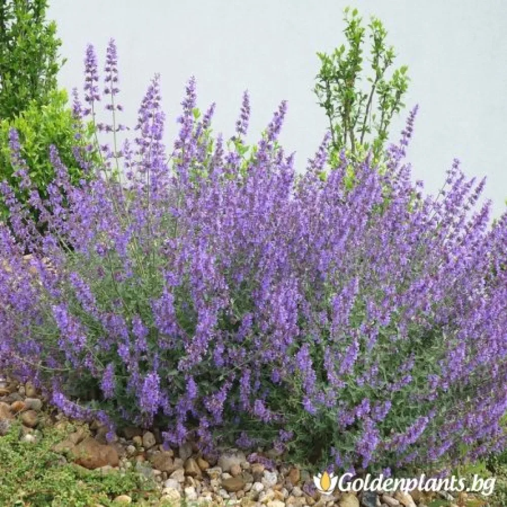 Непета - Котешка трева Шест хълма – декоративно растение