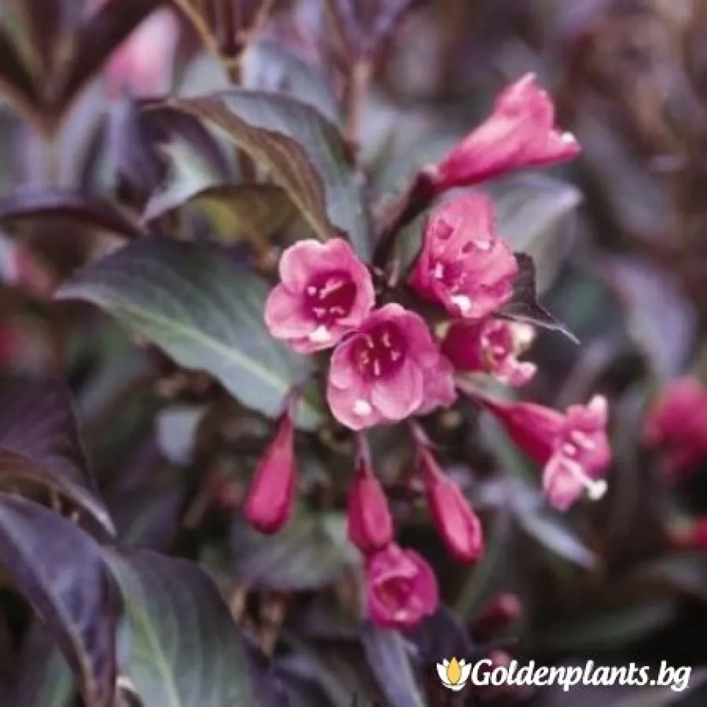 Вайгела florida Purpurea – декоративно растение