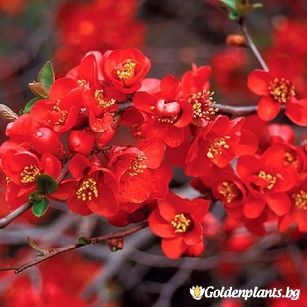 Японска дюля Crimson and Gold – декоративно растение