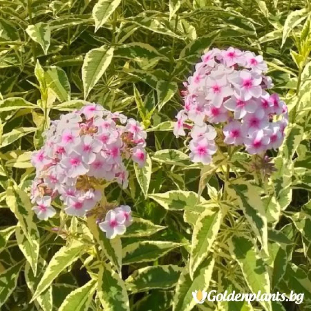 Алпийски флокс шарен – за градината