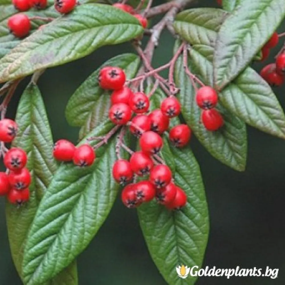 Котонеастър Salicifolia – за жив плет