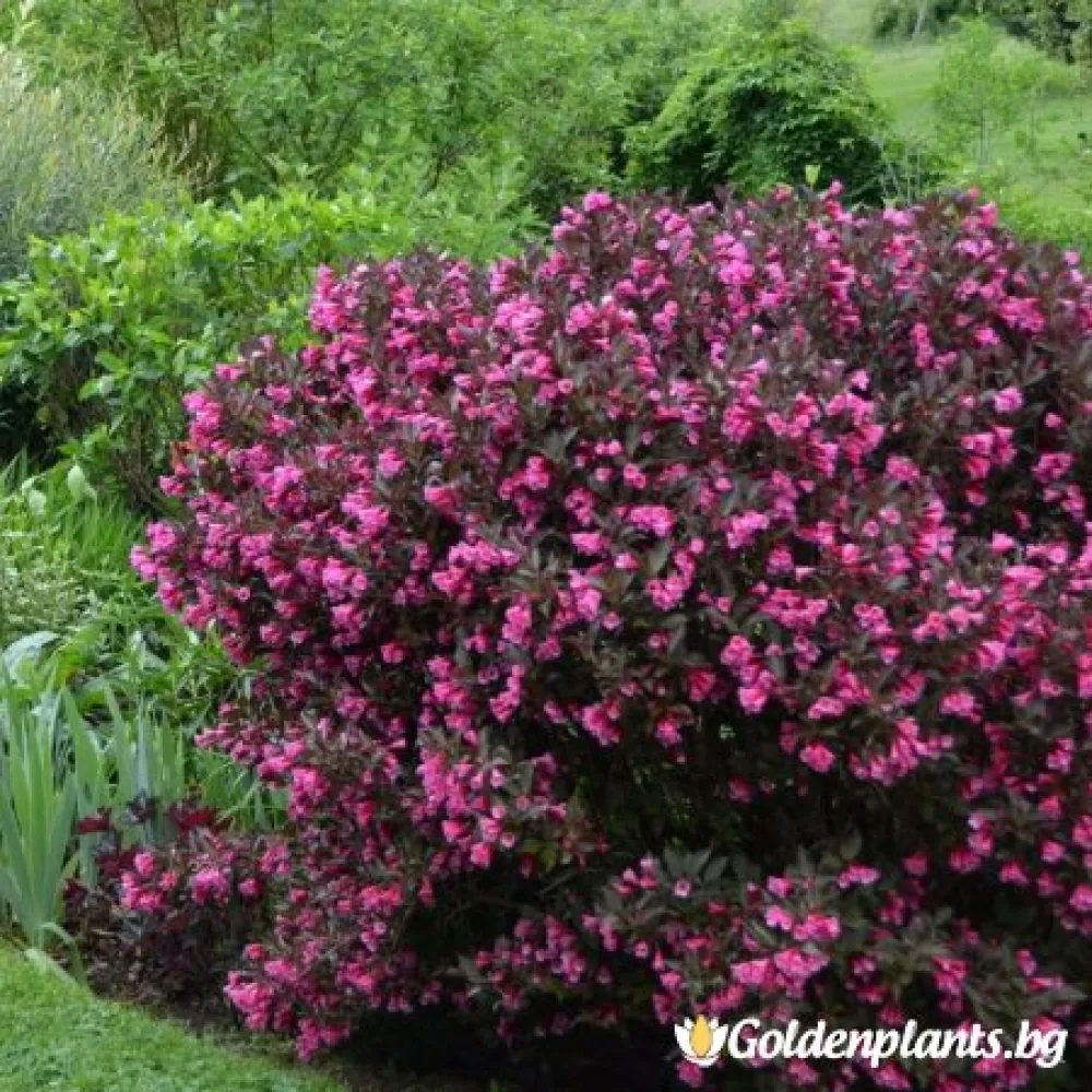 Вайгела florida Purpurea – декоративно растение