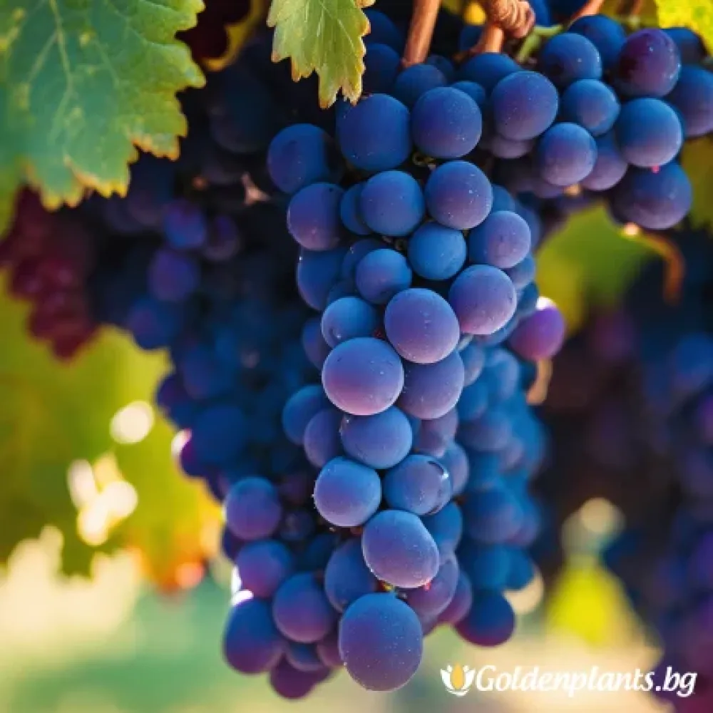 Лоза сорт Сира /Syrah/- ранно зреещ – за собствено грозде