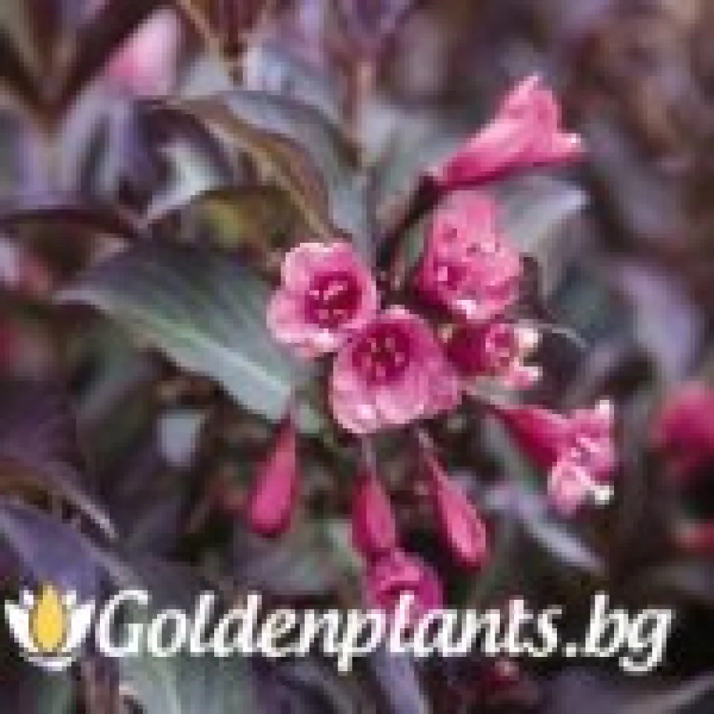 Вайгела florida Purpurea – декоративно растение