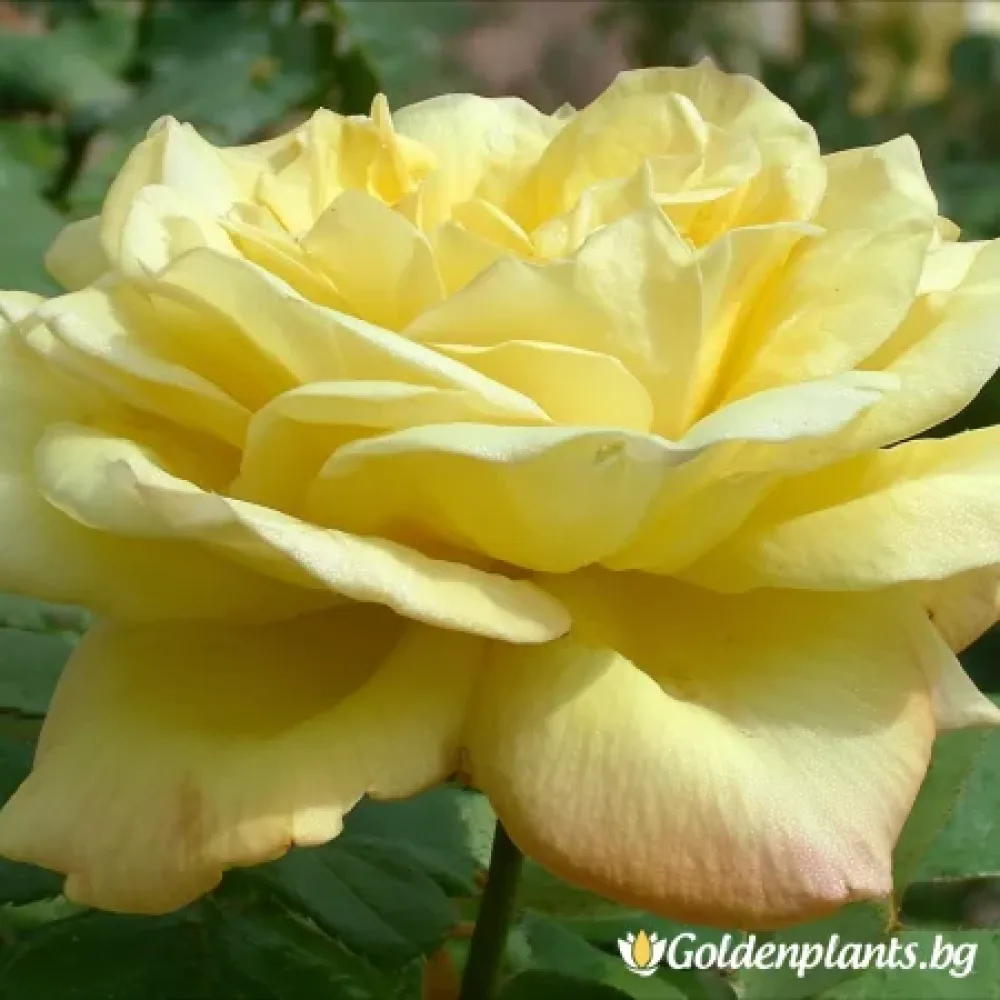 Роза, сорт Лъчисто Злато, с гол корен