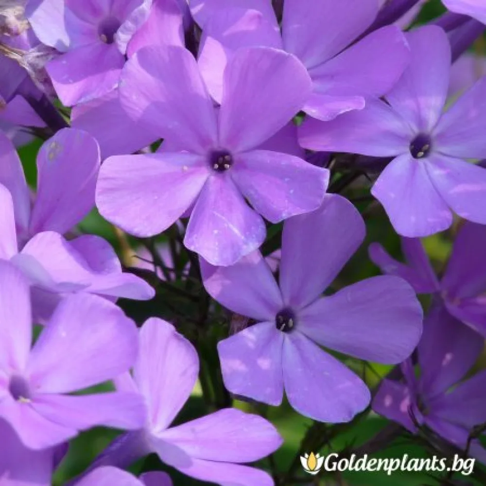 Флокс, сорт Аметист