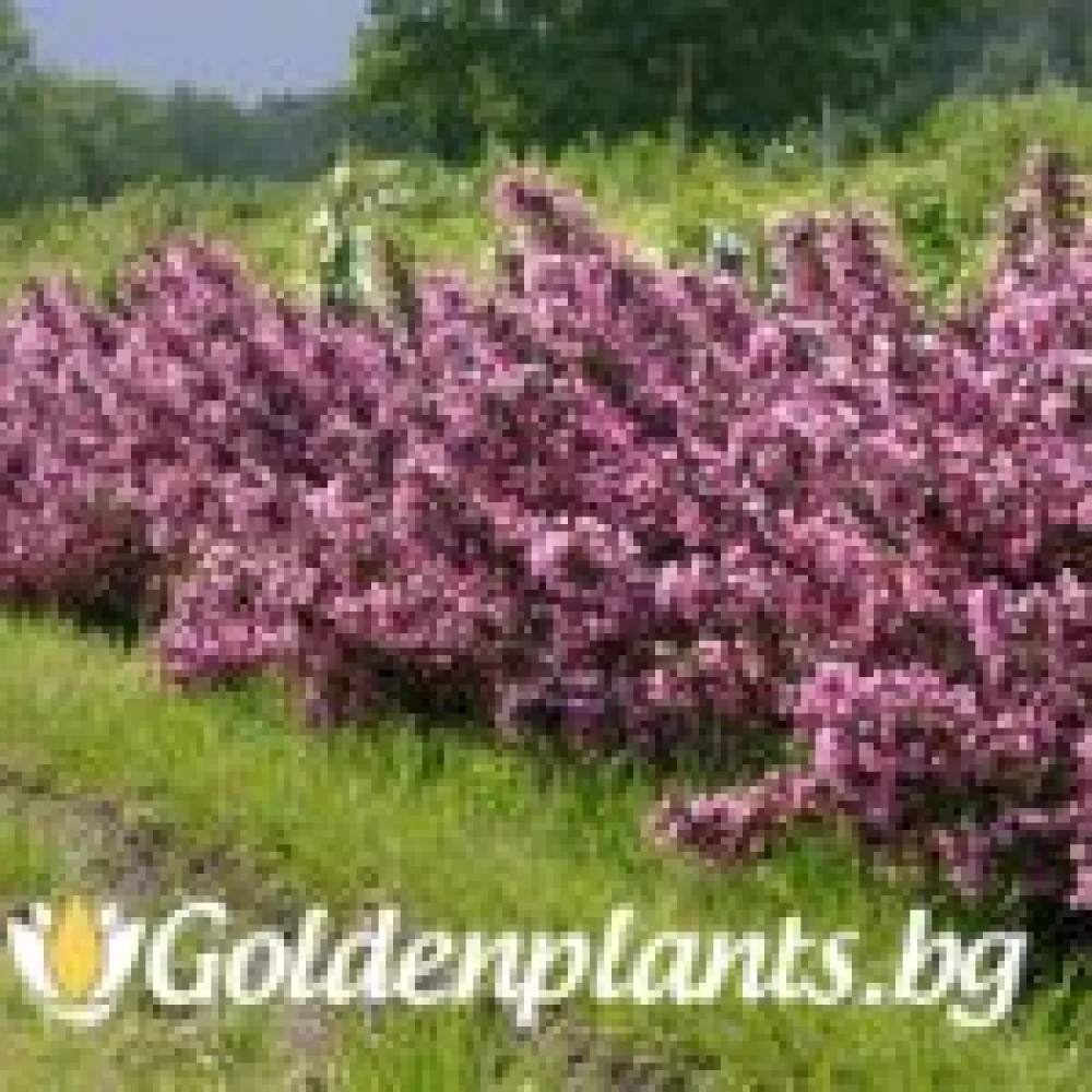 Вайгела florida Purpurea – декоративно растение