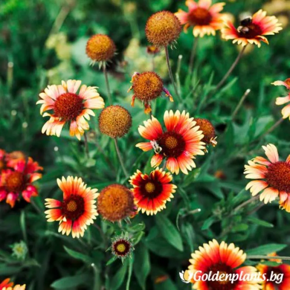 Гайлардия оранжева / Gaillardia – градинско цвете