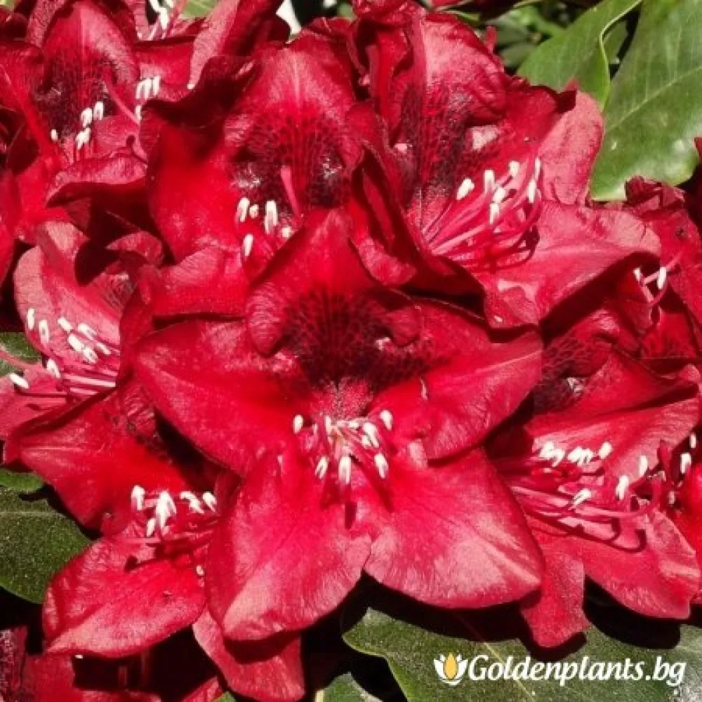 Рододендрон – Матадор