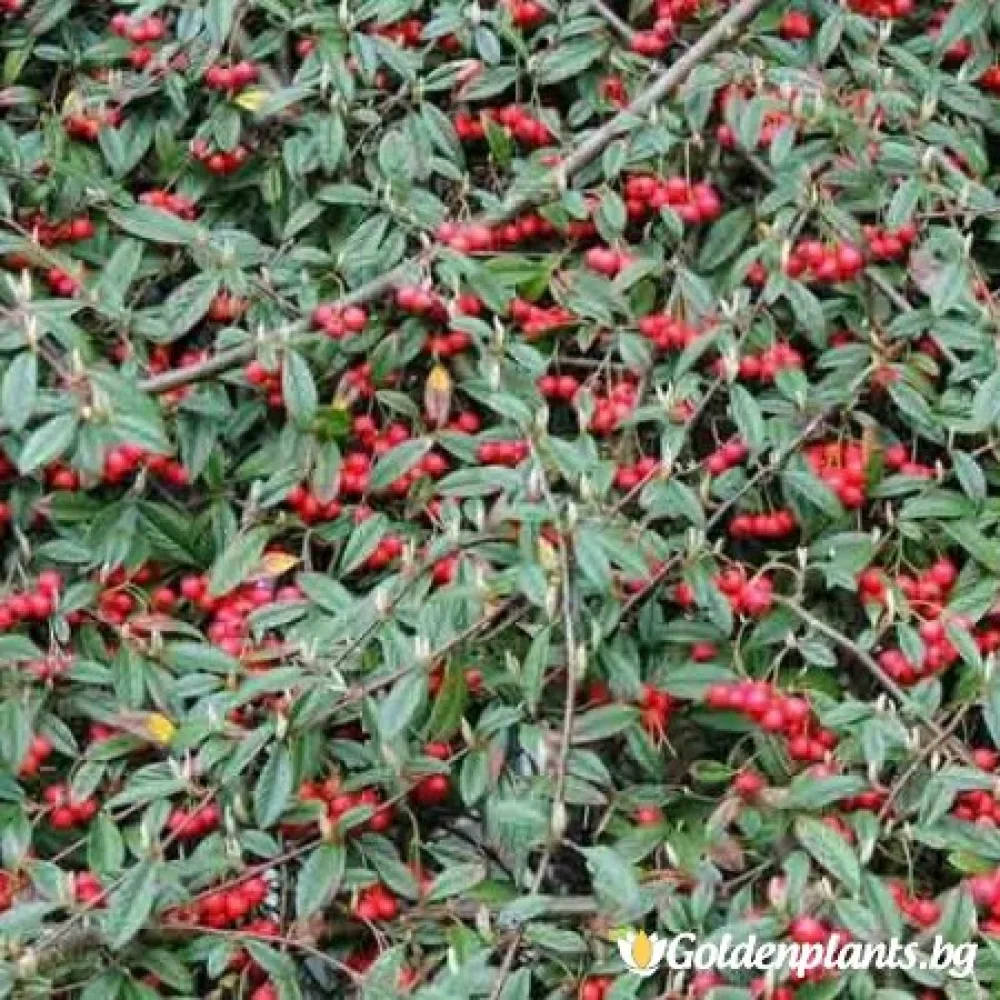 Котонеастър Salicifolia – за жив плет