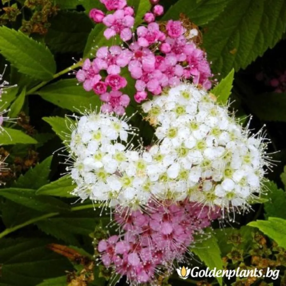 Японика Генпей (спирея)